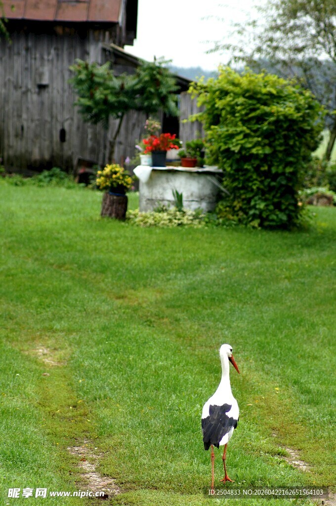庭院中漫步的白鹳