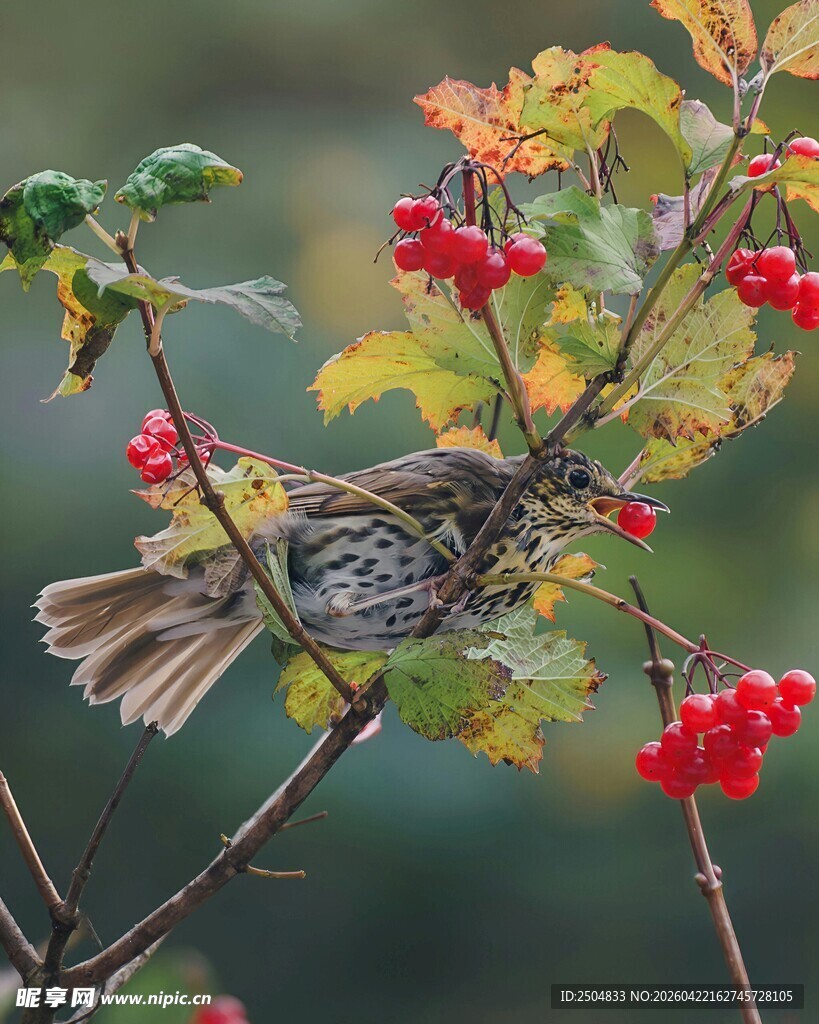枝头雀鸟啄食红果