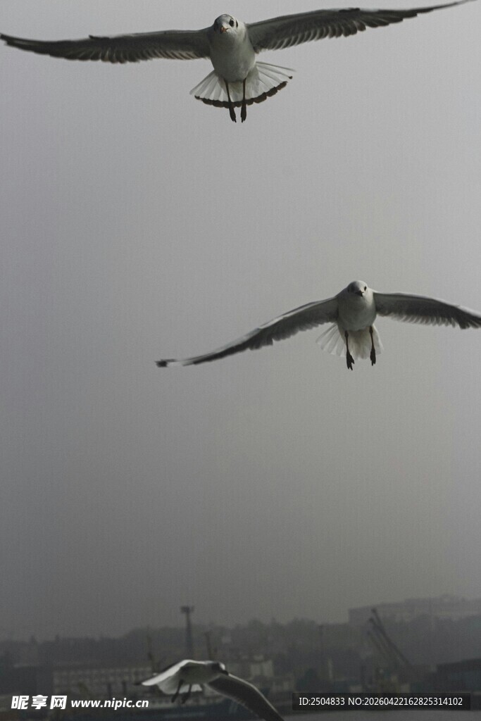 空中翱翔的双只海鸥