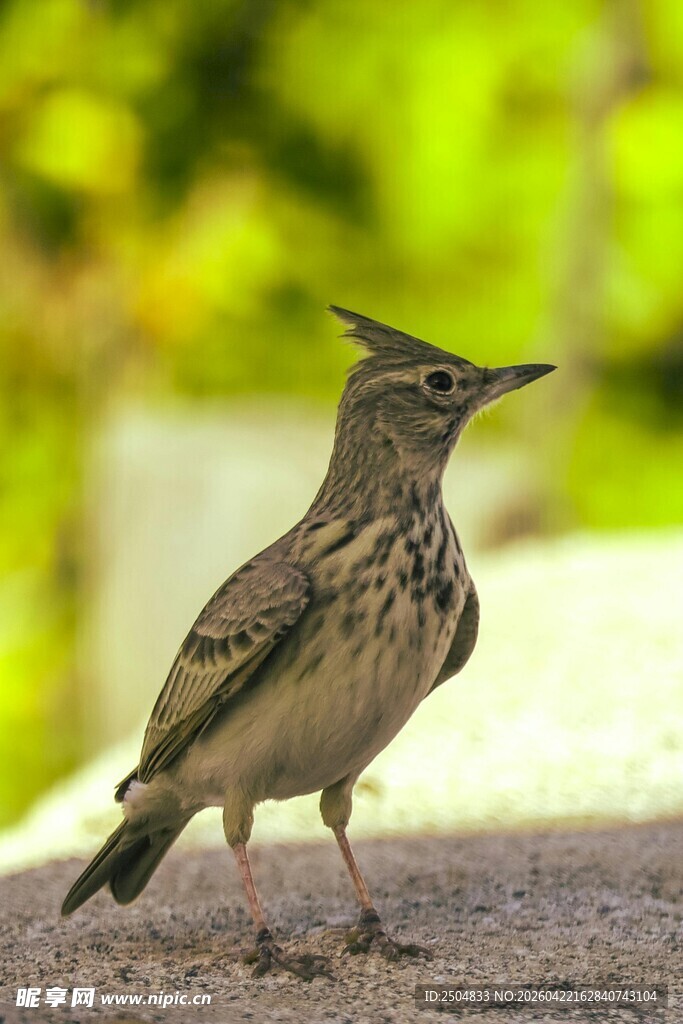 站立的凤头百灵鸟