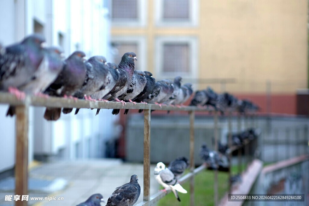 一排鸽子站在栏杆上