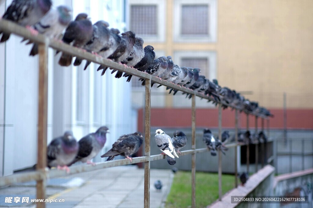 一排鸽子栖息在栏杆上