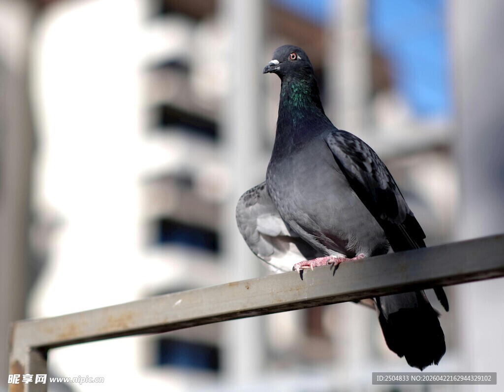 栏杆上的灰鸽