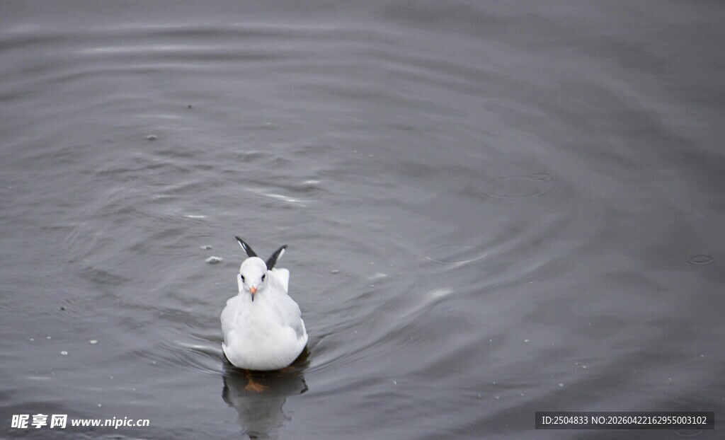 水中白鸽泛起圈圈涟漪