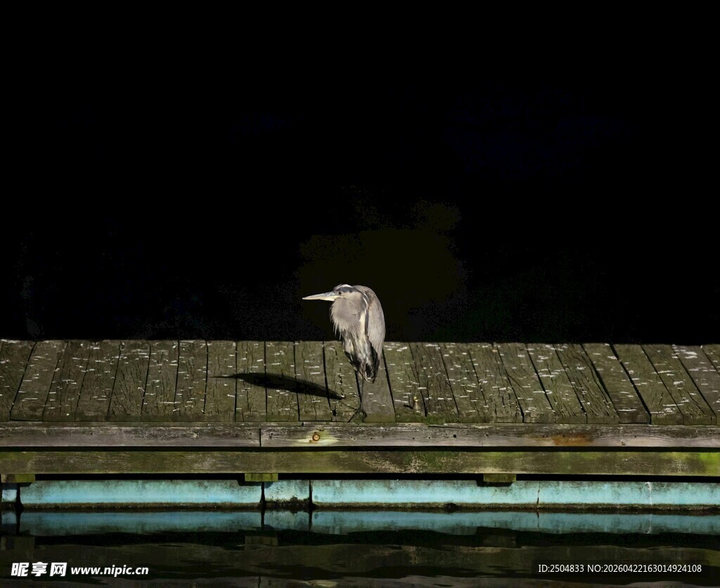夜中孤鹭立平台