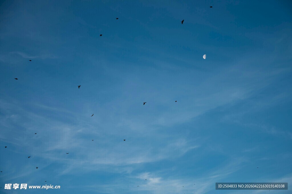 晴朗蓝天中的零星飞鸟
