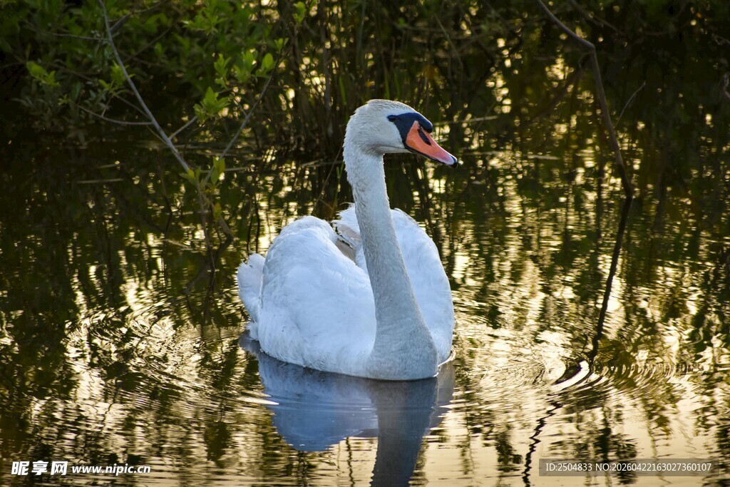 湖中 弋的优雅白天鹅