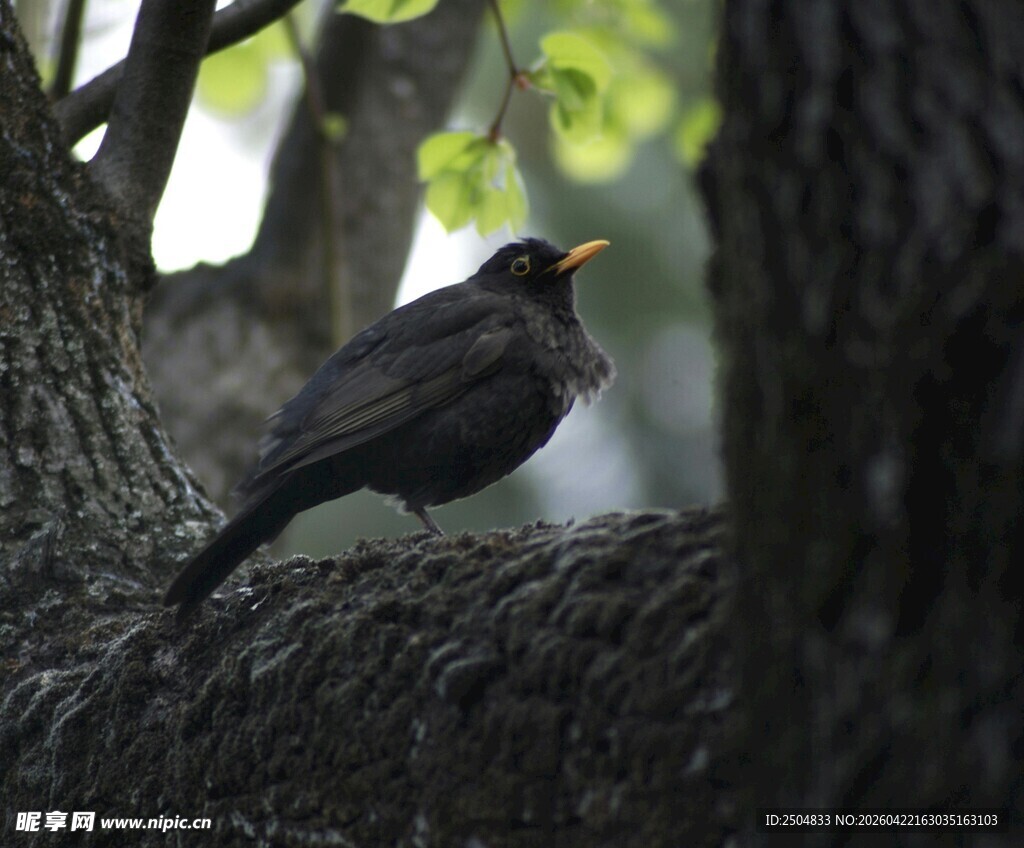 枝头栖息的黑鸟