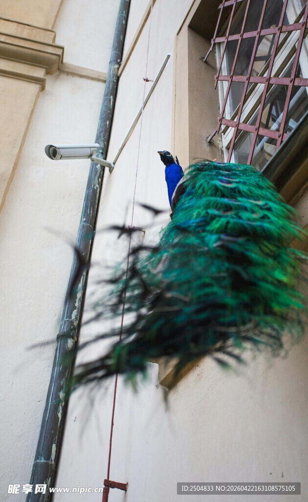 窗边美丽开屏的蓝孔雀