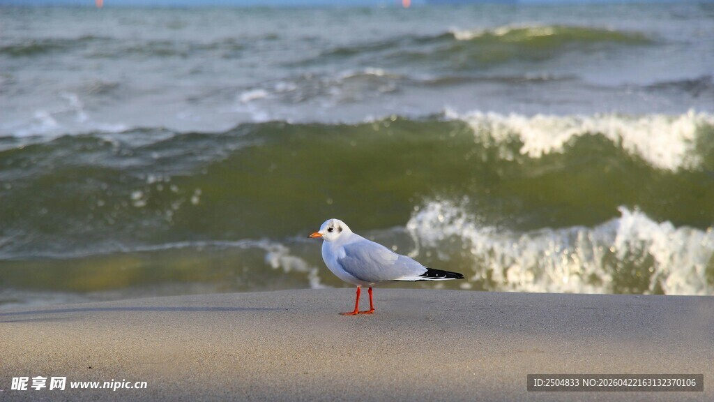海边漫步的白色海鸥