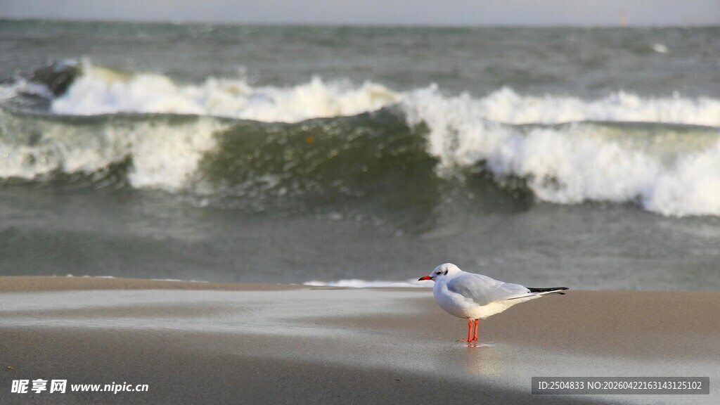 海滩上的小鸟与翻涌海浪