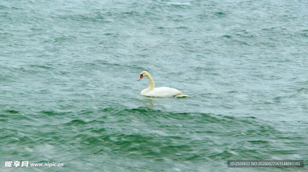 海面上飞翔的白色海鸟