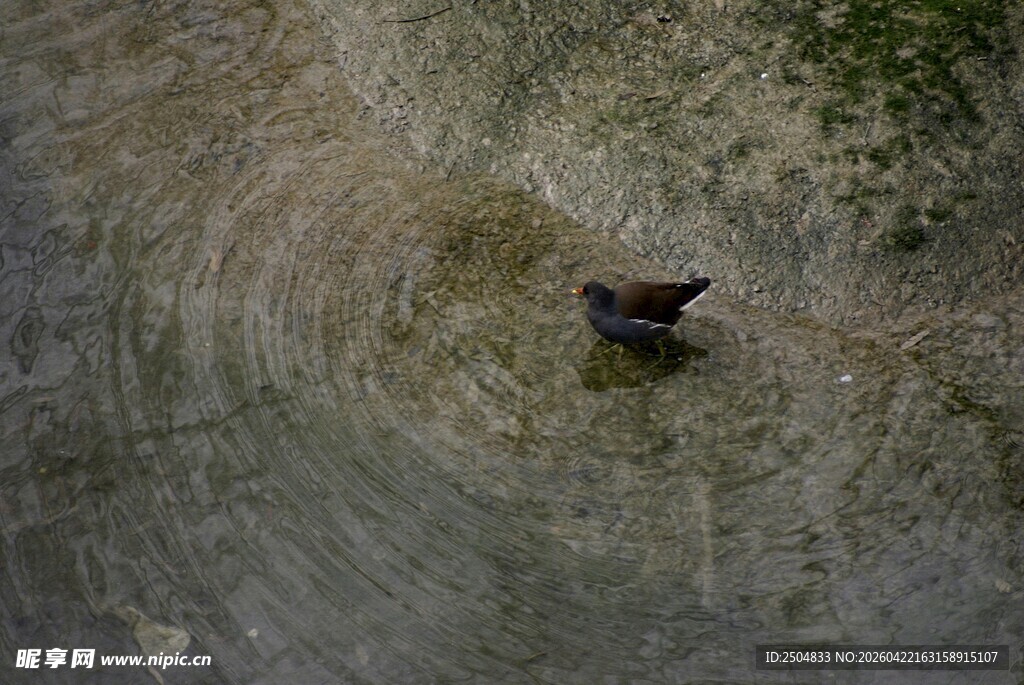 鸟立于水面泛起层层涟漪
