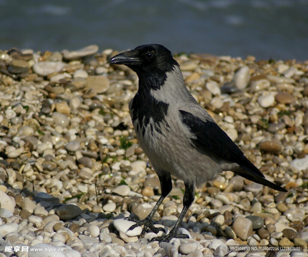 站在碎石上的灰黑色乌鸦