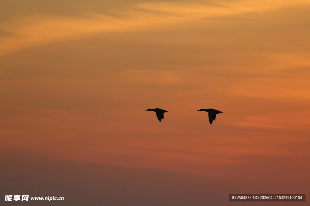 夕阳下双鸟翱翔天际