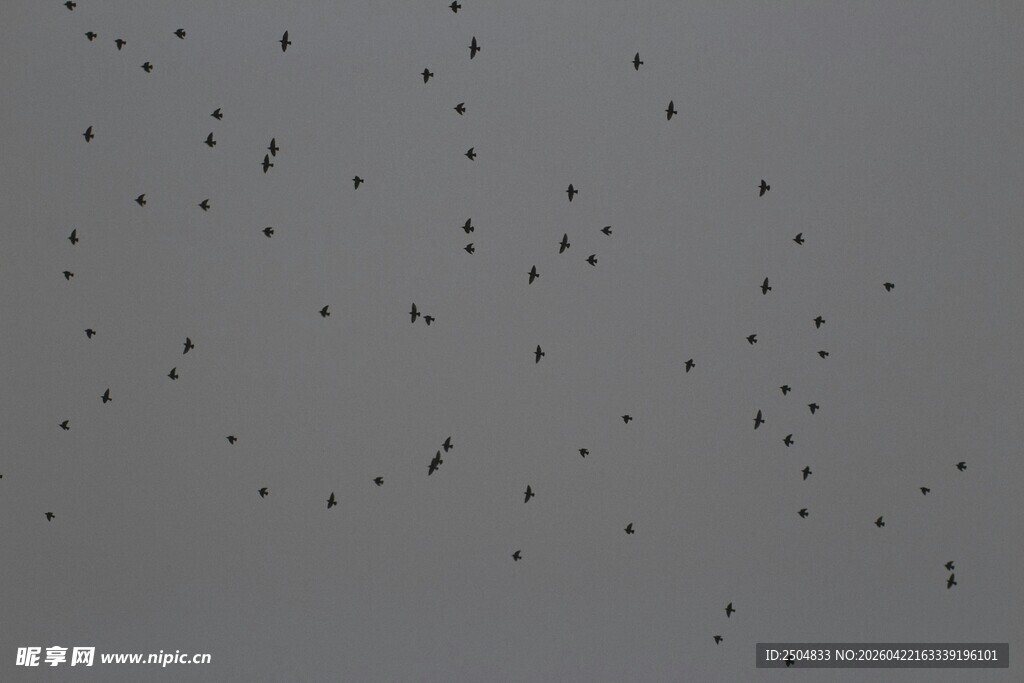 天空中群鸟飞舞