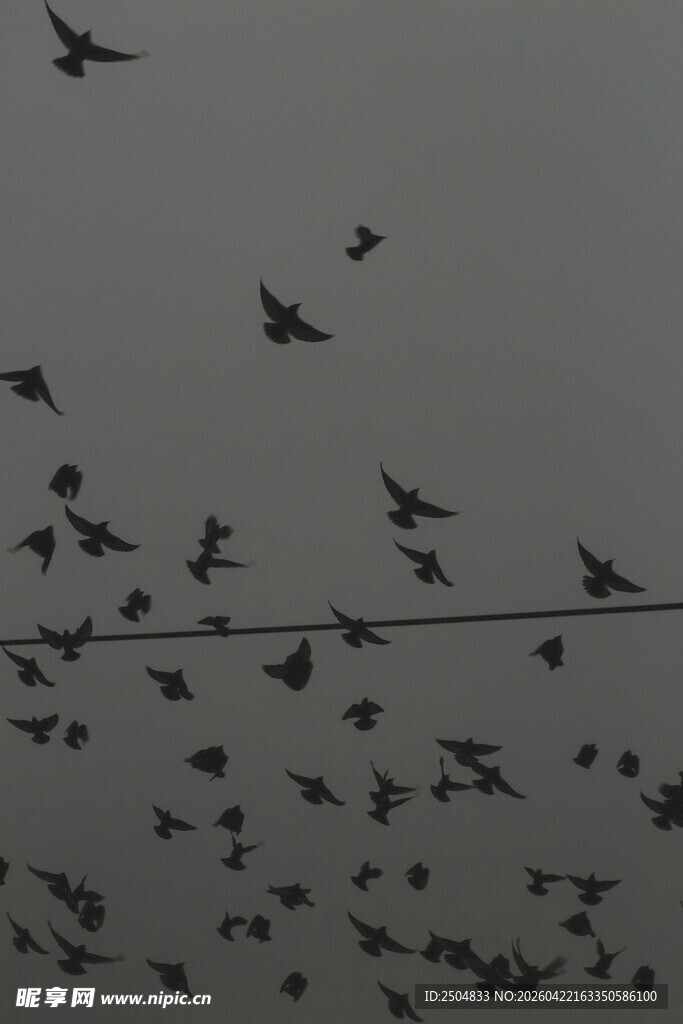 群鸟栖息电线上