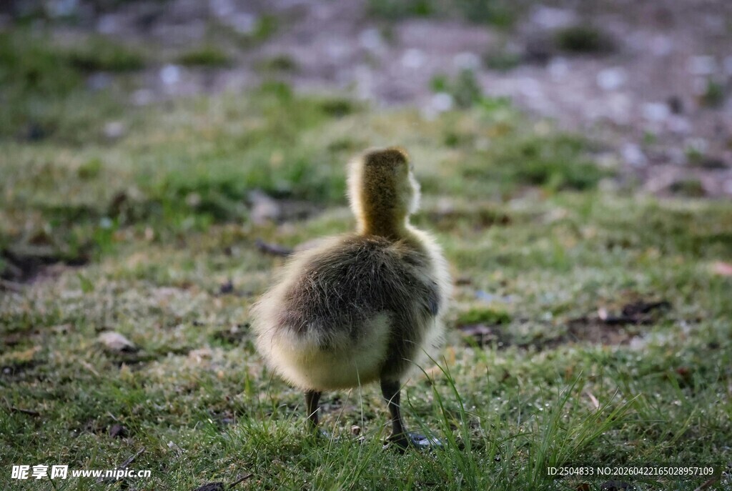 草地上的小鹅背影