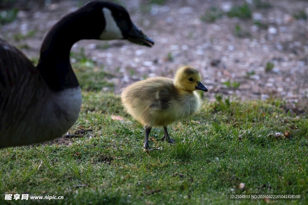 母鹅与幼鹅在草地上
