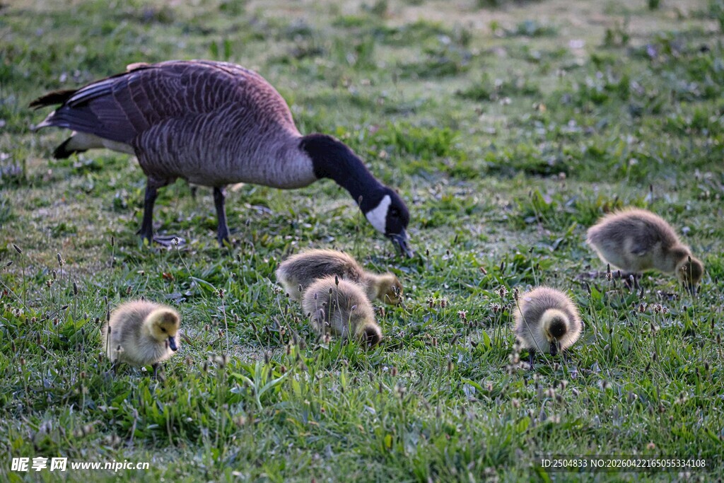 母鹅带小鹅在草地觅食