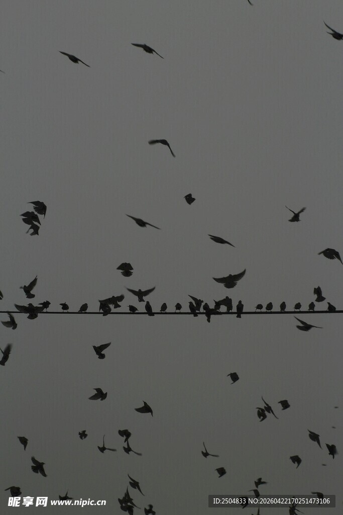 电线上群鸟飞舞的景象
