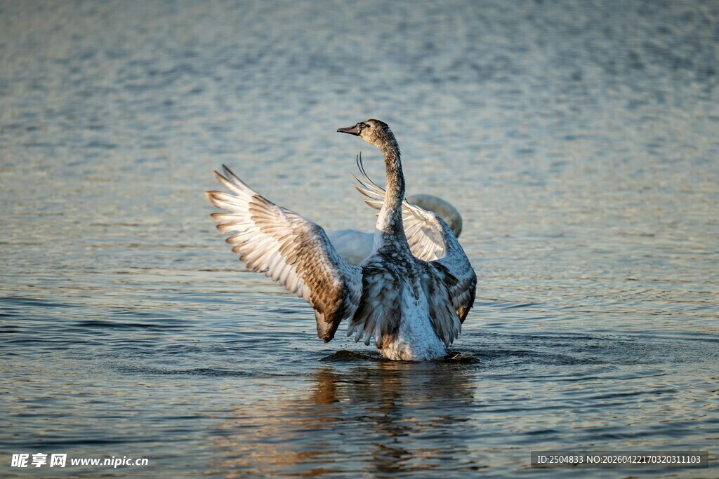 蓝鹭水中展翅瞬间