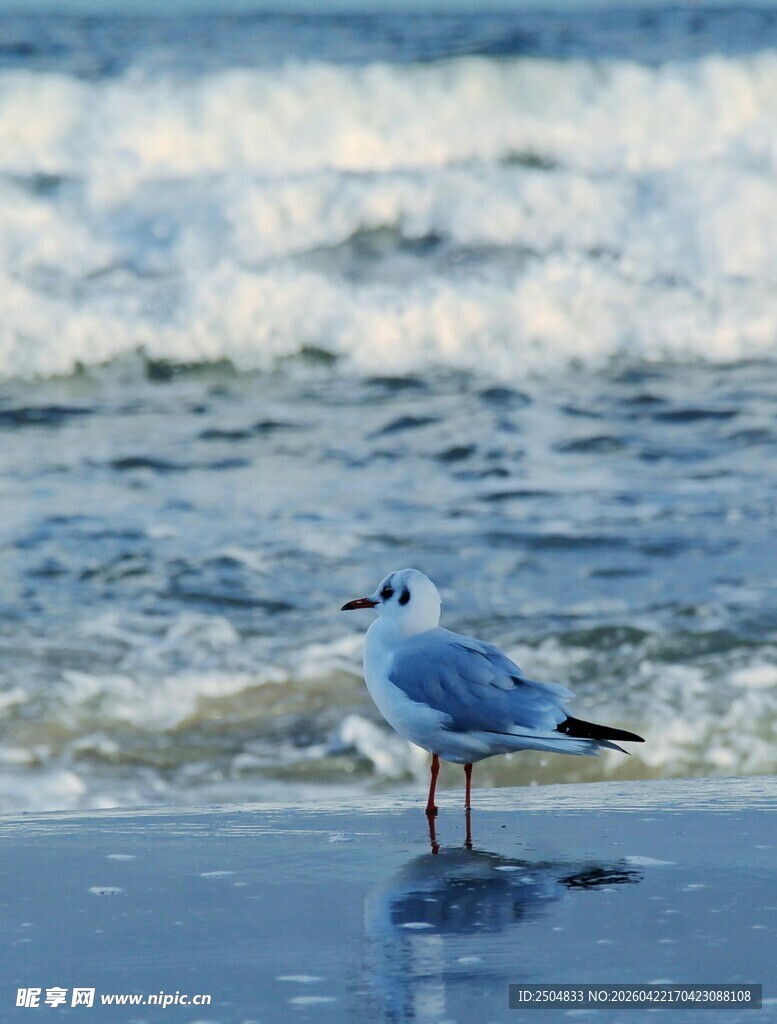 海边独站的海鸥