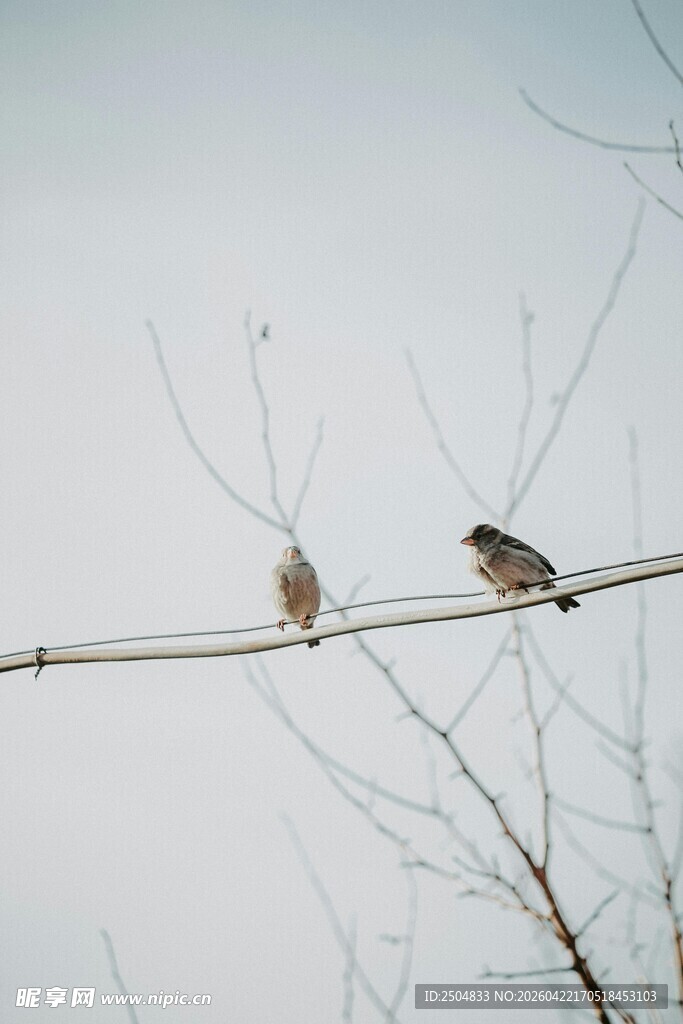 电线上休憩的两只小鸟