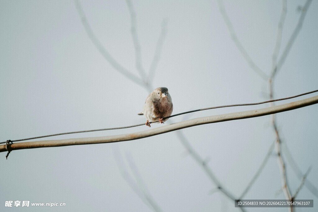 电线上的小鸟