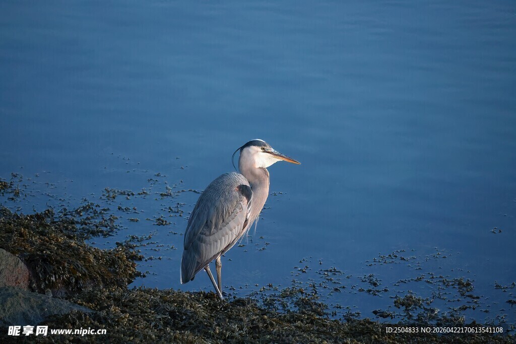 水边静立的灰鹭