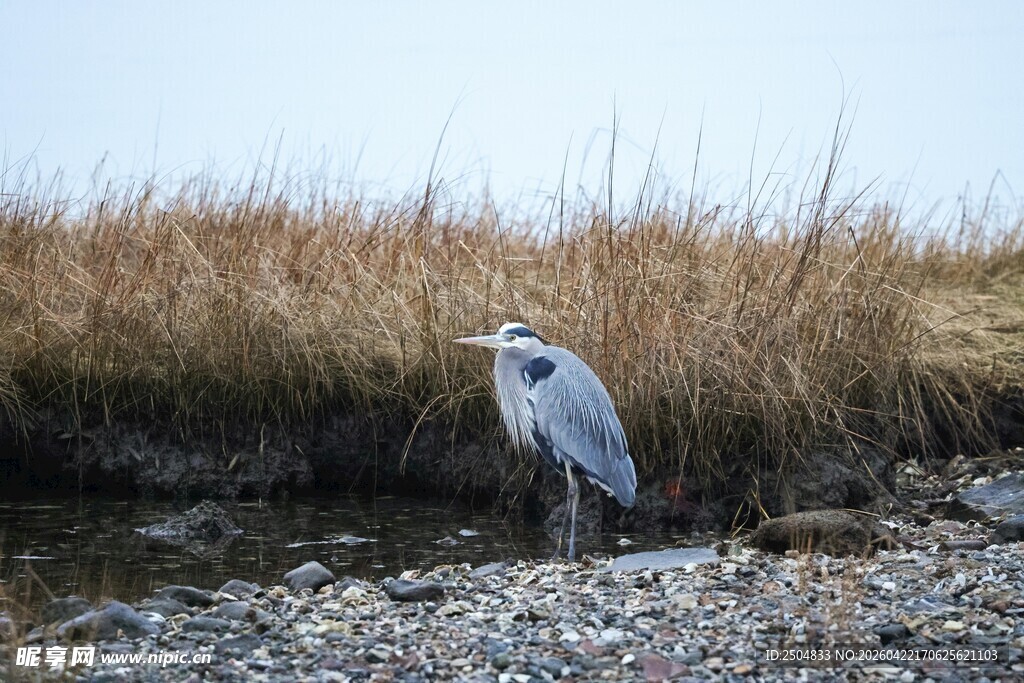 湿地中的灰鹭
