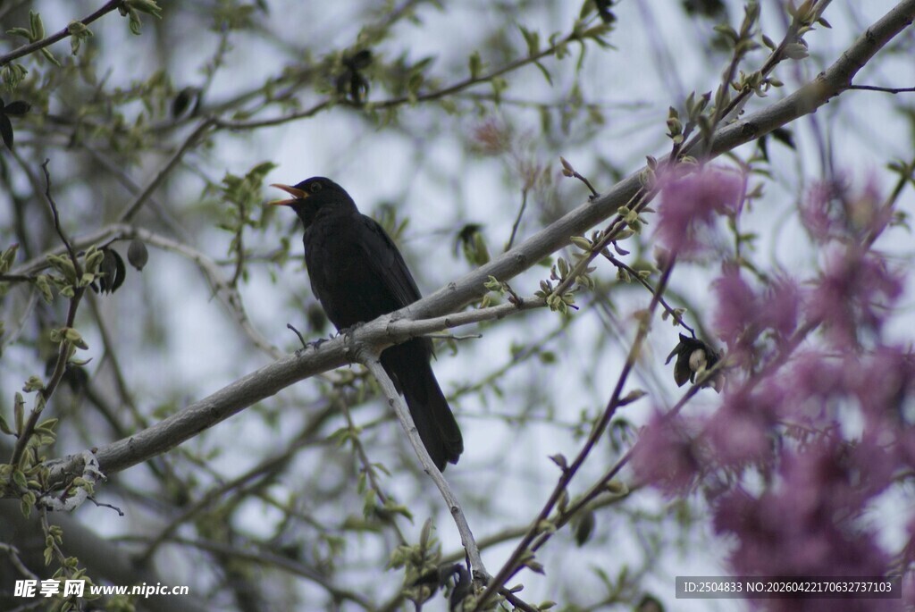 枝头黑鸟伴粉花