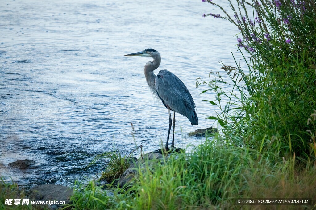 岸边伫立的灰鹭