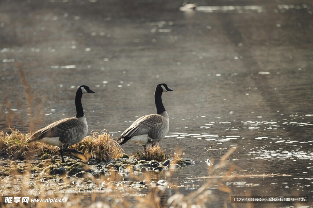 岸边双鹅 静享自然时光