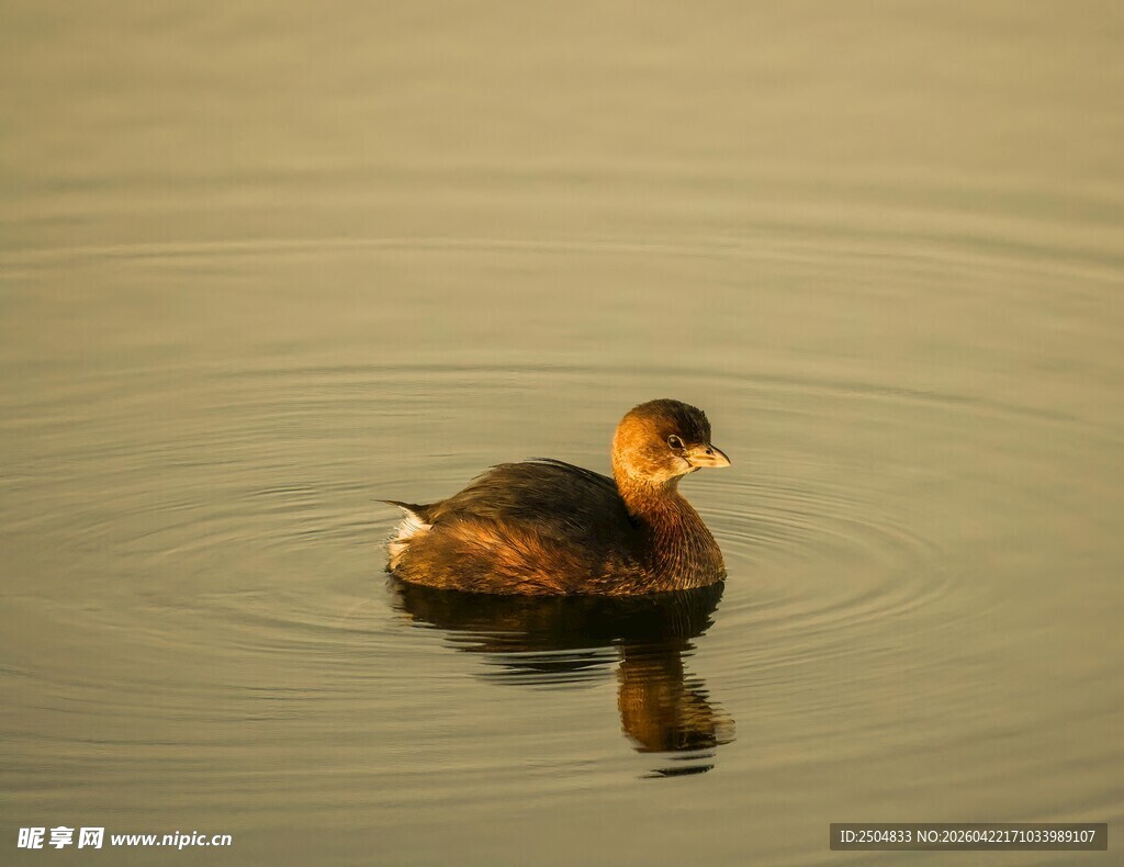 水面上的小鸊鷉