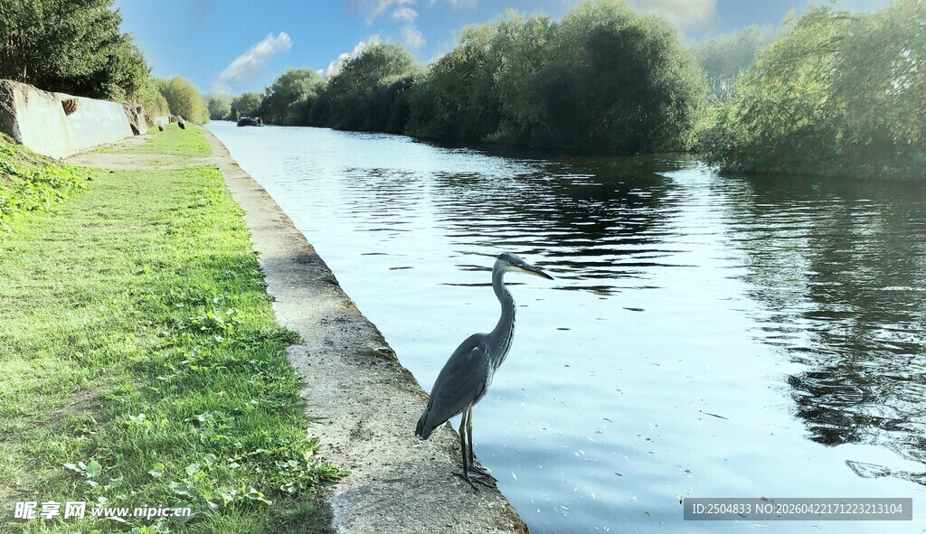 河畔独栖的苍鹭