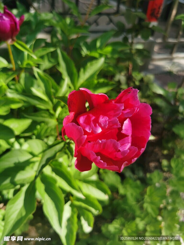 娇艳红芍药绽放绿叶间