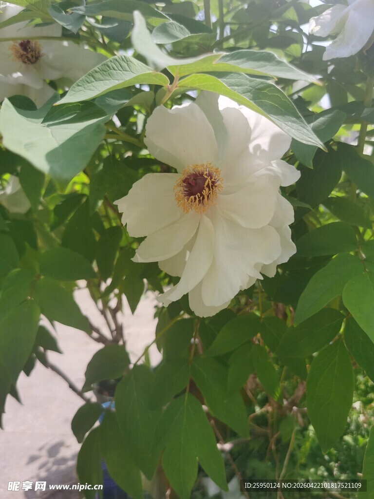 白色木槿花绽放于绿叶间