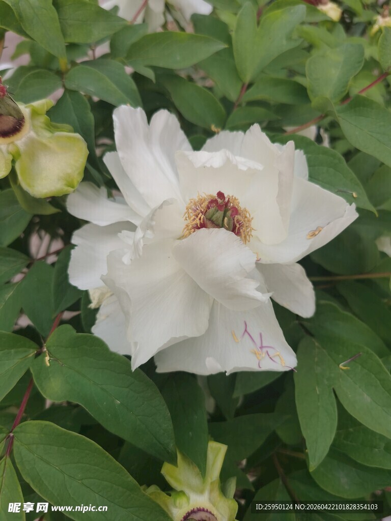 洁白绽放的娇艳牡丹花