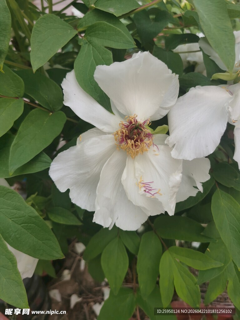 洁白绽放的娇艳月季花