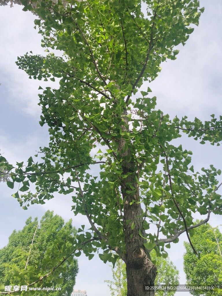 高大挺拔的绿树
