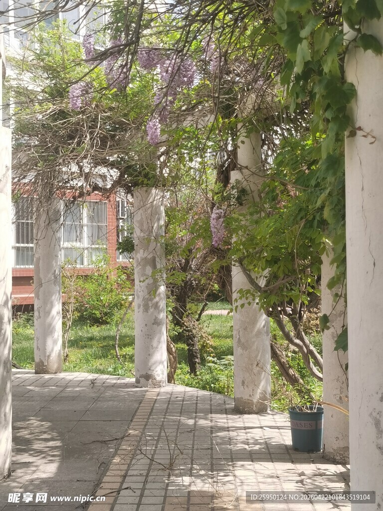 紫藤花架下的幽静小径