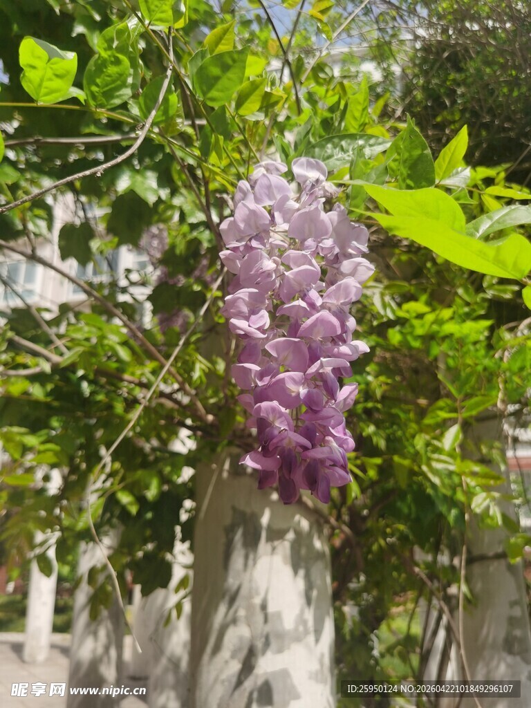 垂挂的紫色美丽紫藤花