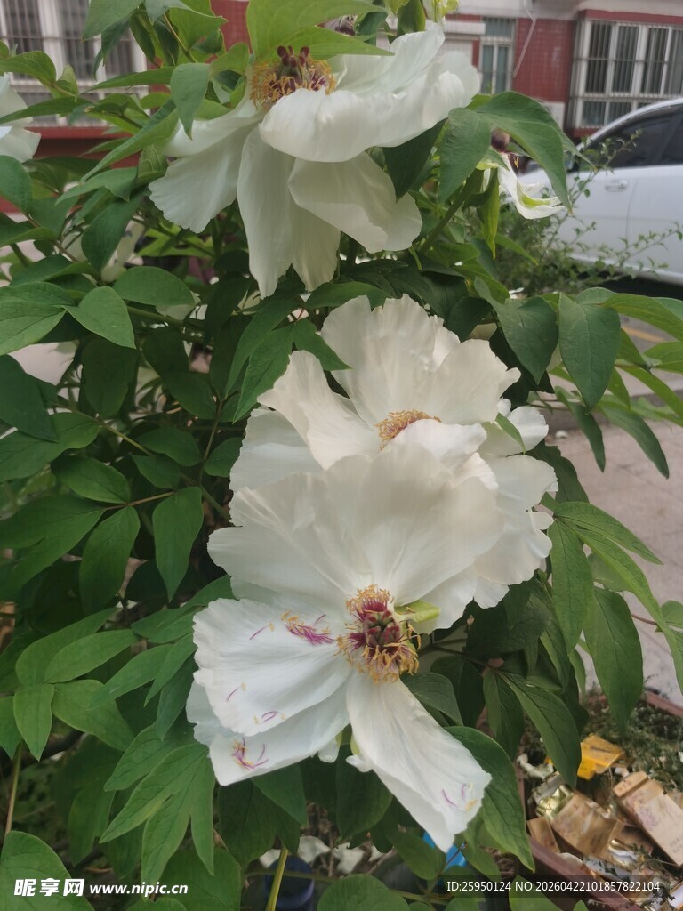 洁白绽放的木槿花