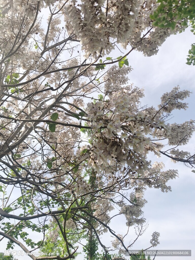 枝头繁花绽放
