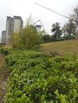 城市绿植景观