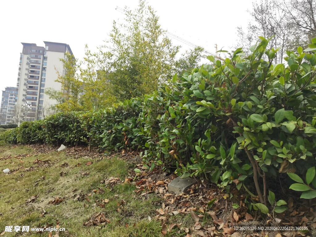 城市边的绿植景观