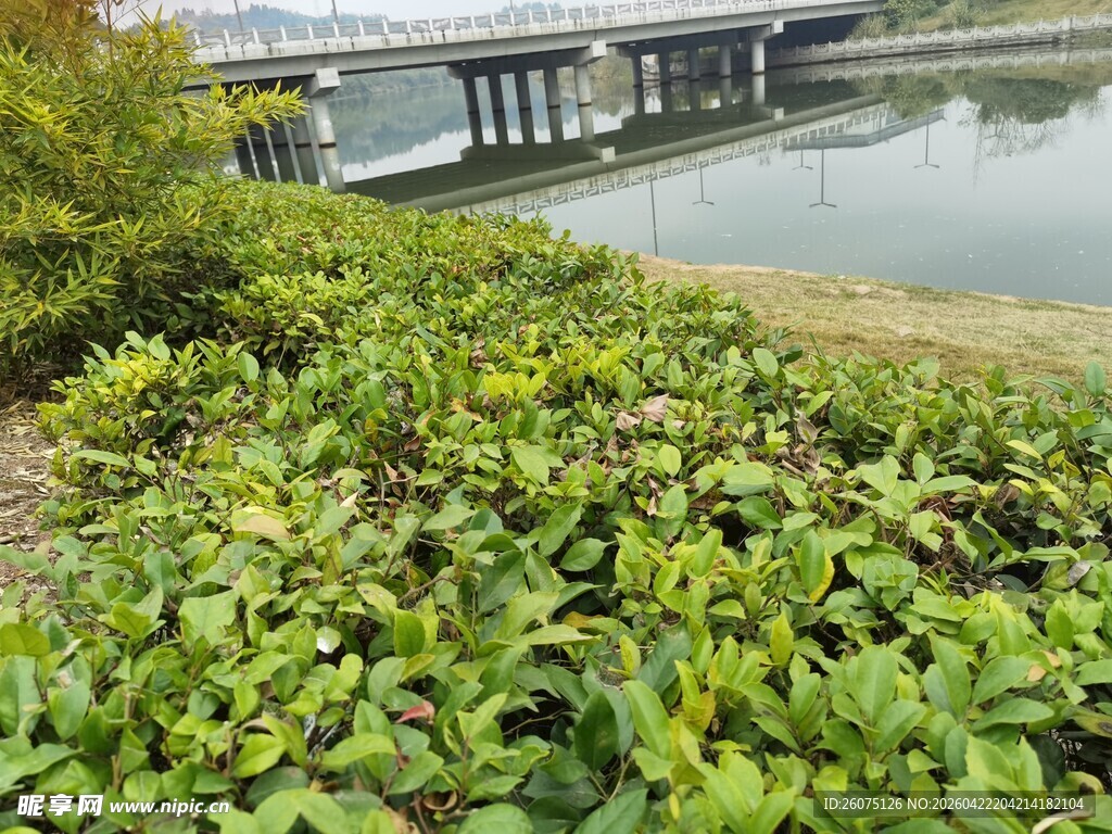 河畔绿植景观