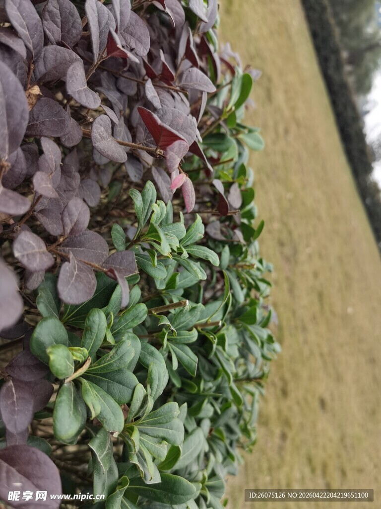 多彩植物叶片特写