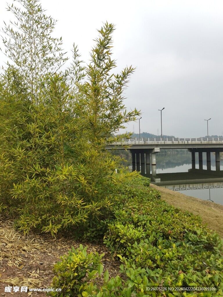 河畔绿植与远处桥梁风景